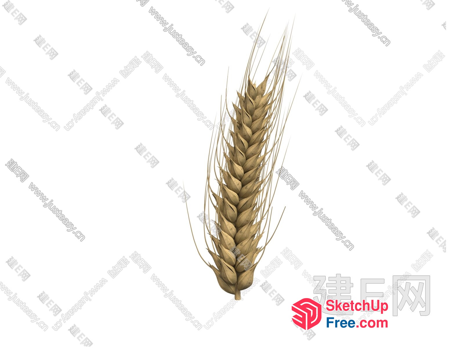 A Single Wheat Ear On A White Background 3D SketchUp File