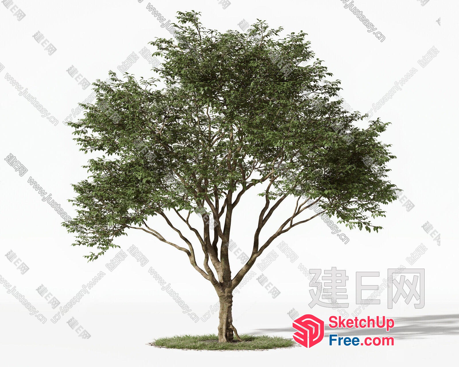 A Single Tree In A Field 3D SketchUp File