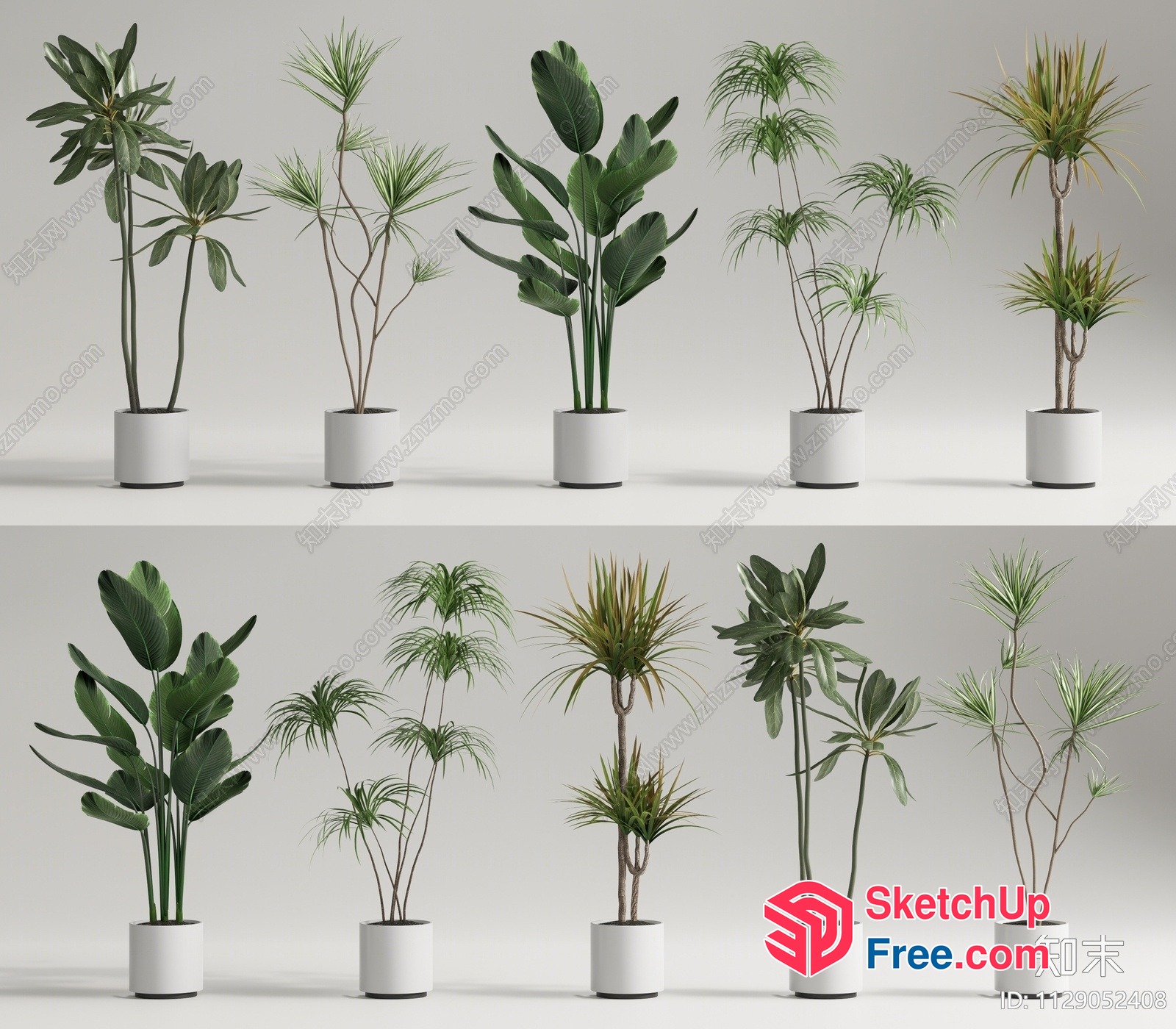 Potted Plants In White Pots 3D SketchUp File