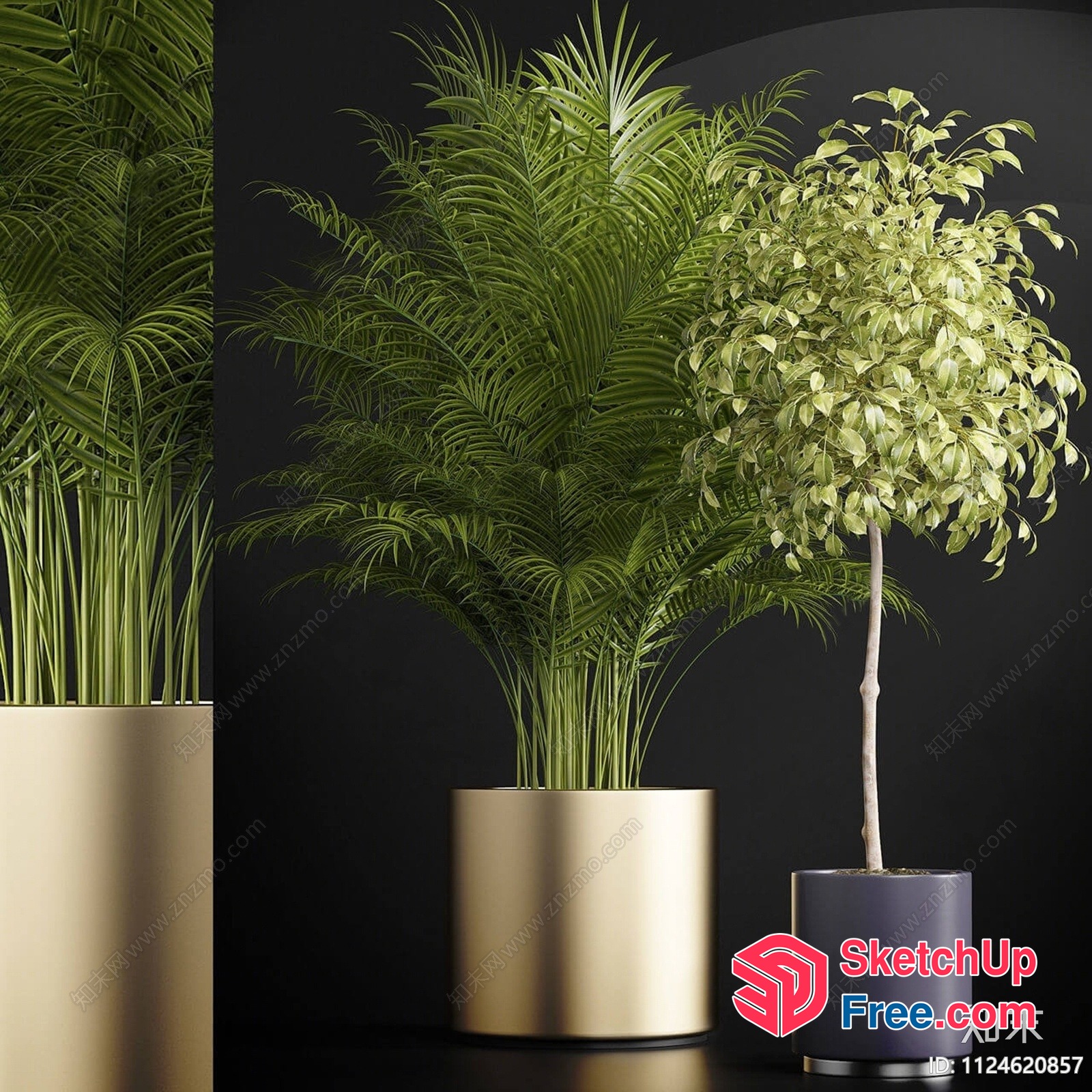 Palm Tree In A Gold Planter And A Small Tree In A Dark Gray Planter 3D SketchUp File