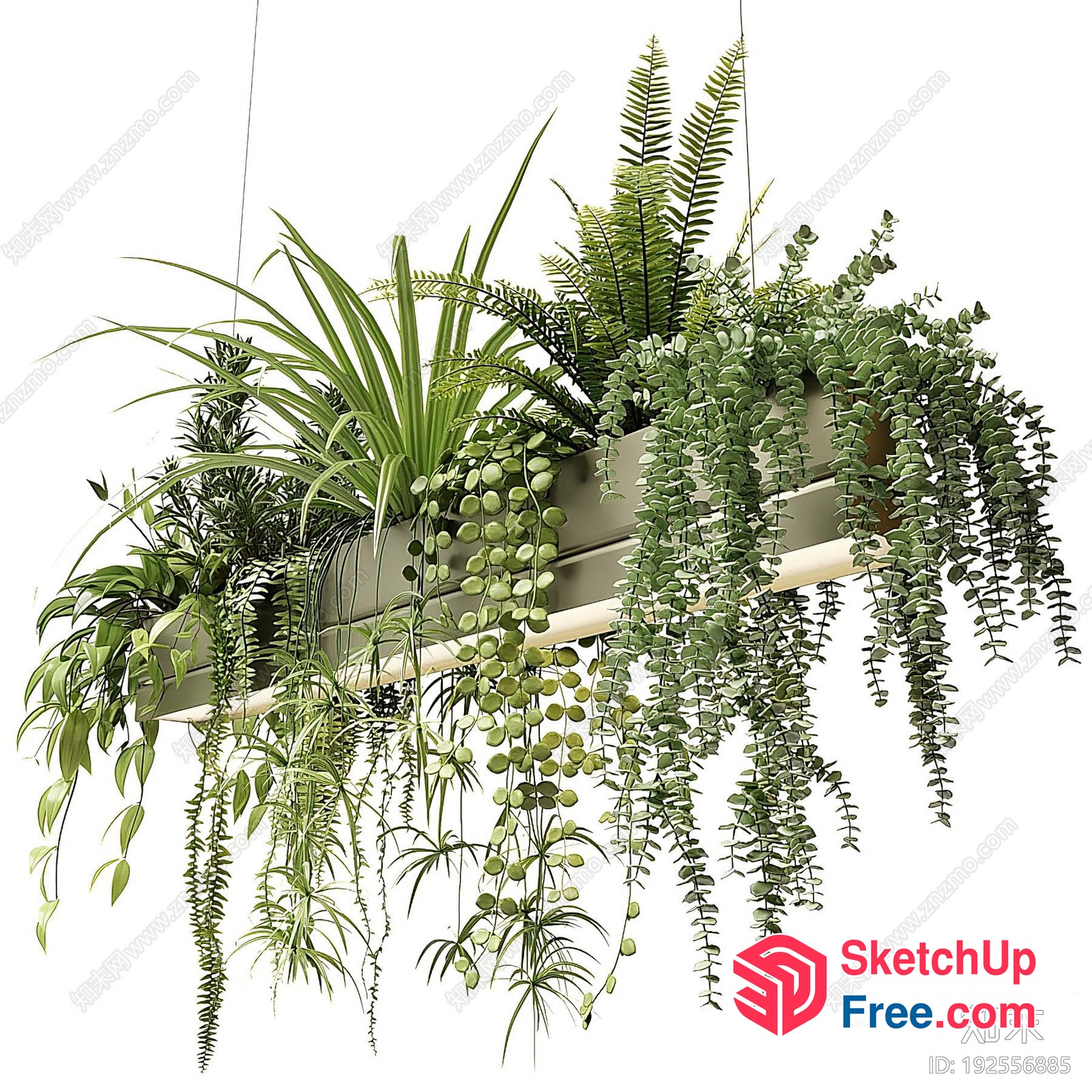 Potted Plants Hanging From A White Ceiling 3D SketchUp File