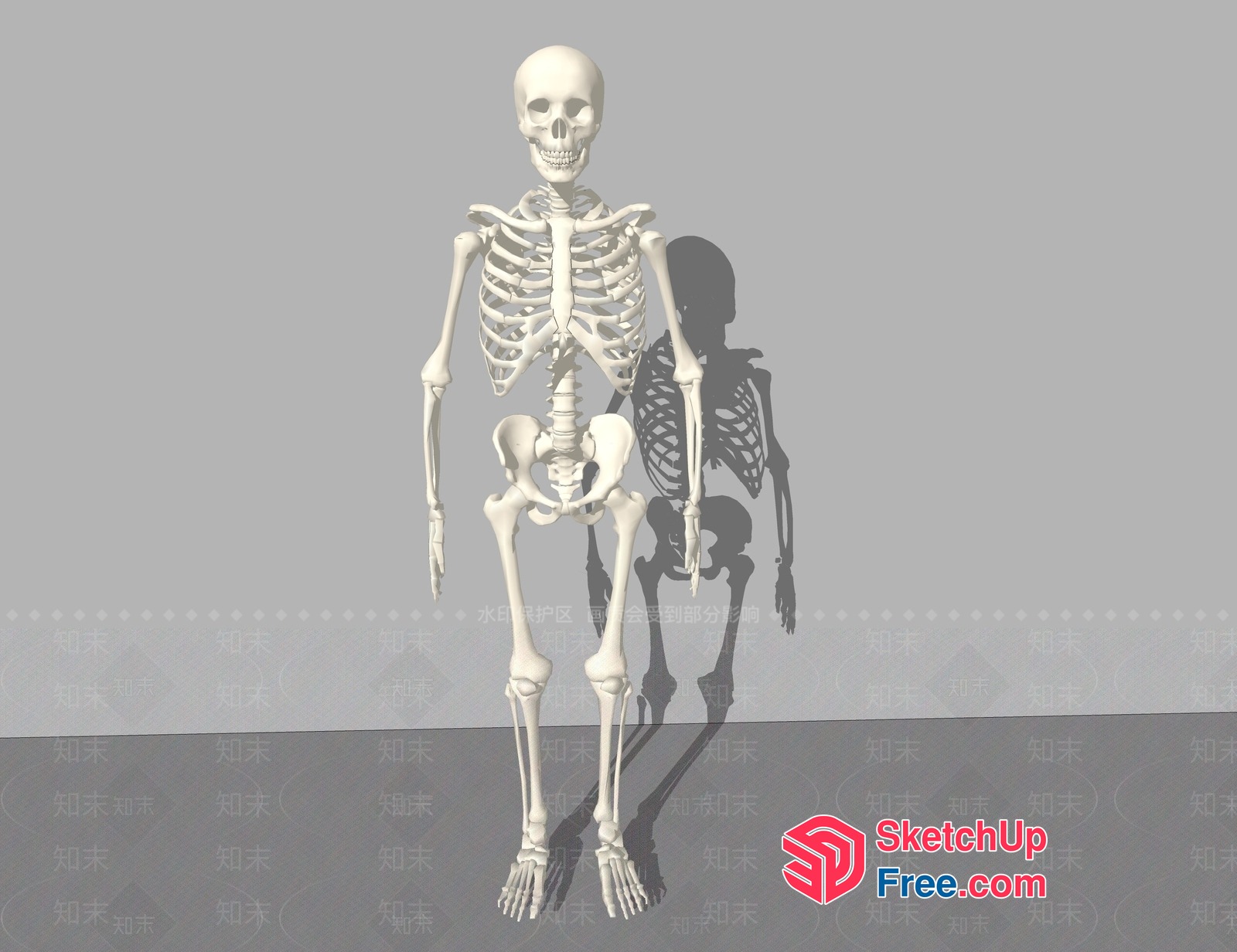 Human Skeleton In A Gray Room 3D SketchUp File