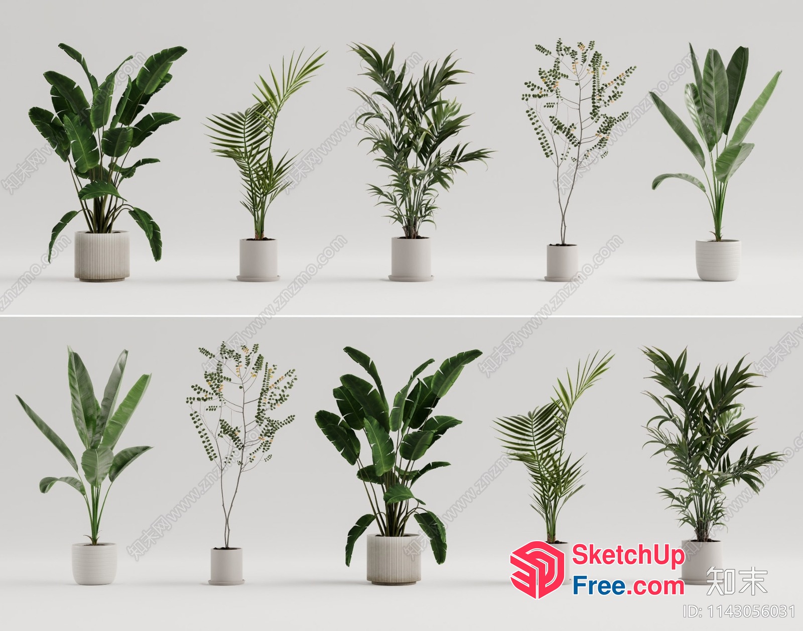 Potted Plants In White Pots 3D SketchUp File