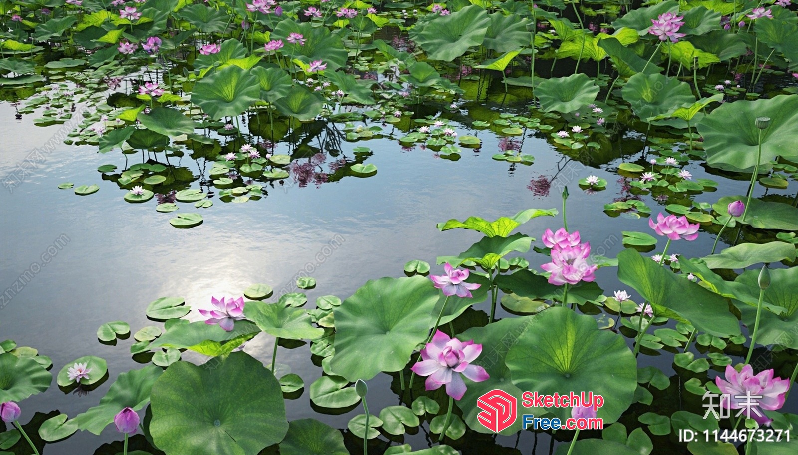 Serene Pond With Vibrant Lotus Flowers 3D SketchUp File
