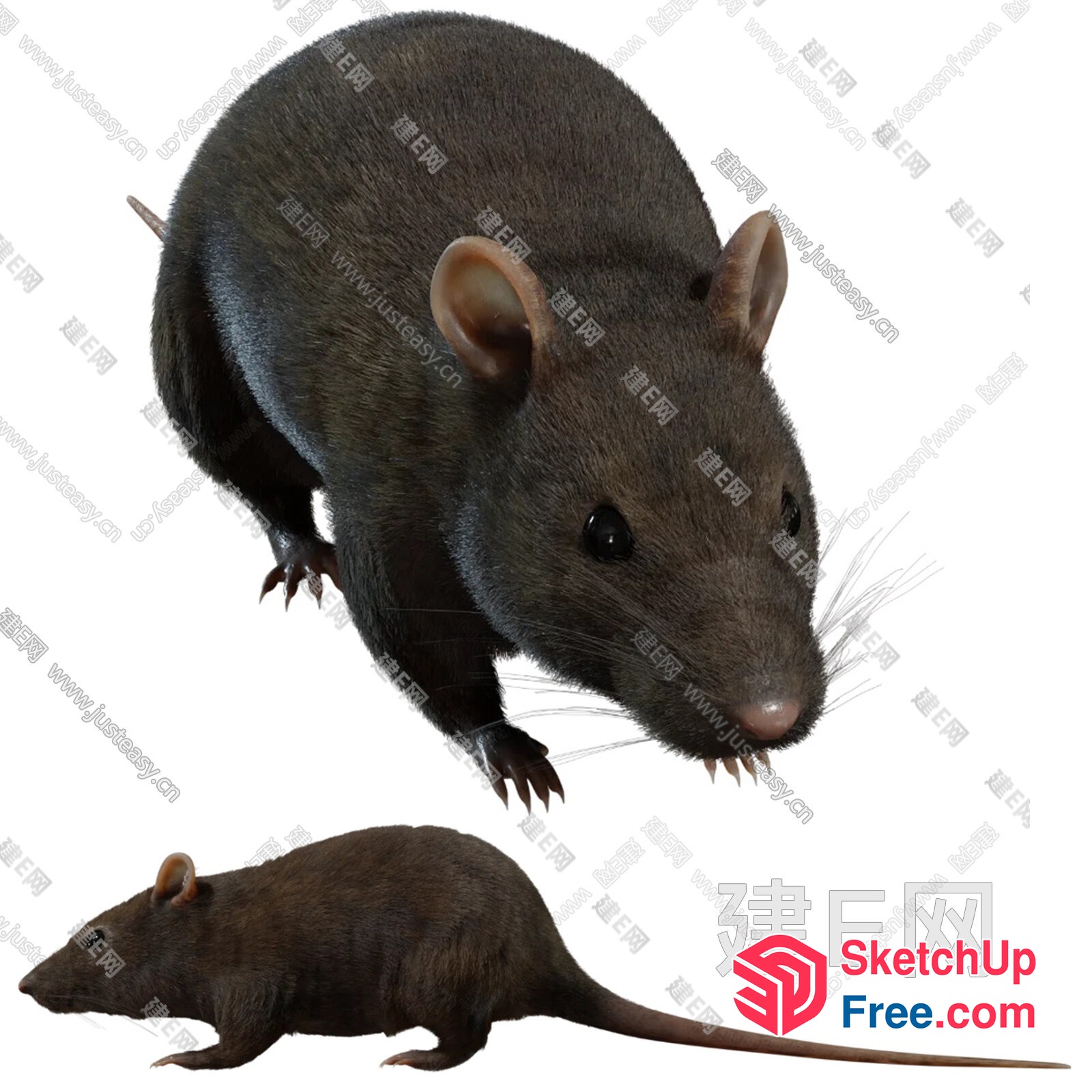 Two Rats On White Background 3D SketchUp File