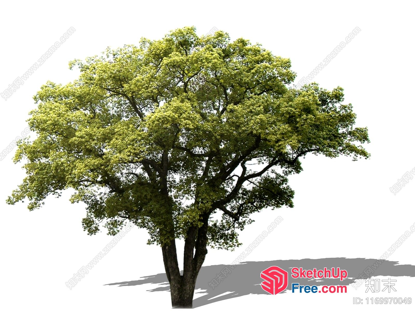 Tree With Large Green Leaves 3D SketchUp File