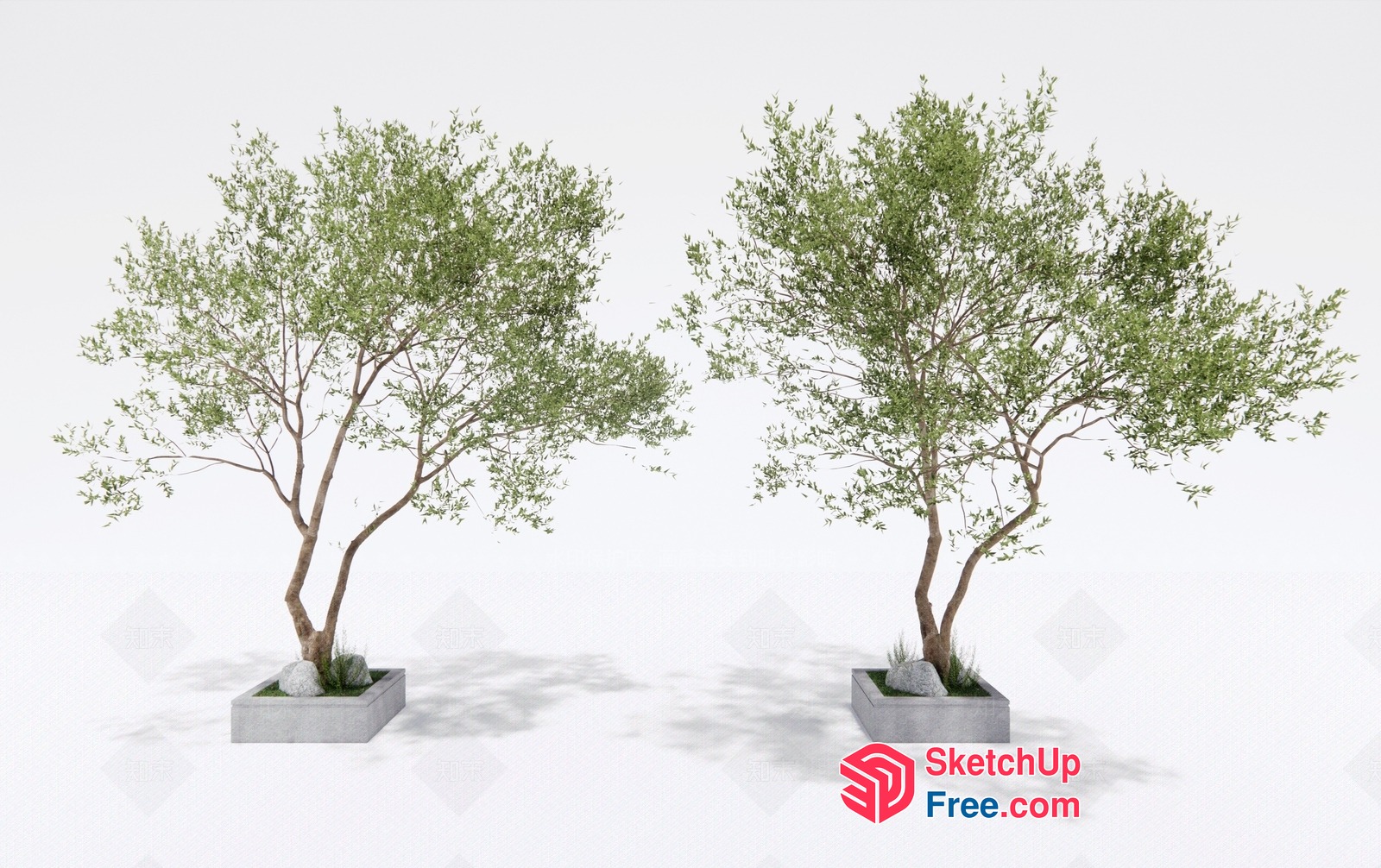 Two Potted Trees In Modern Planters 3D SketchUp File