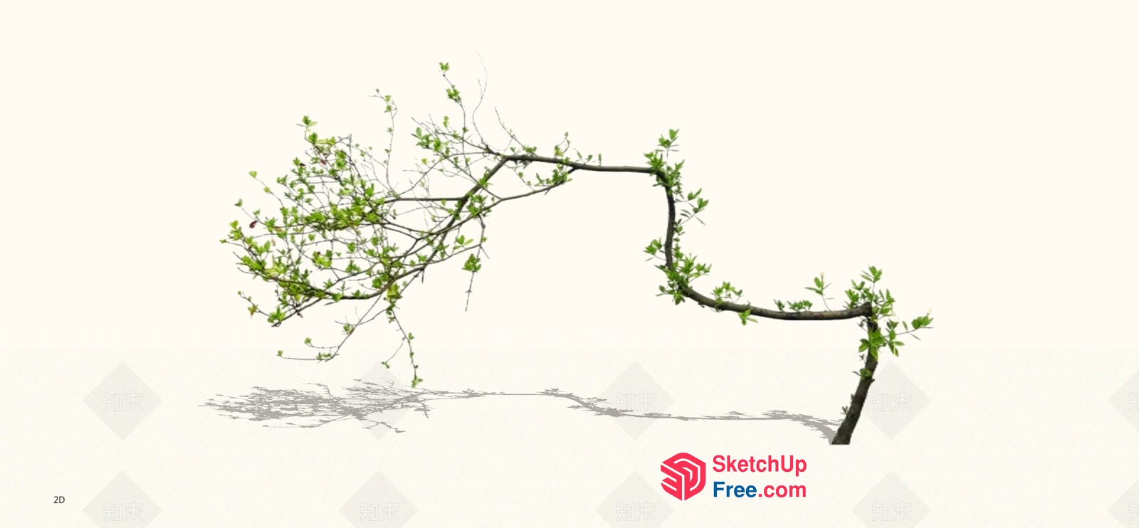 Twisted Branch With Green Leaves And Shadow 3D SketchUp File