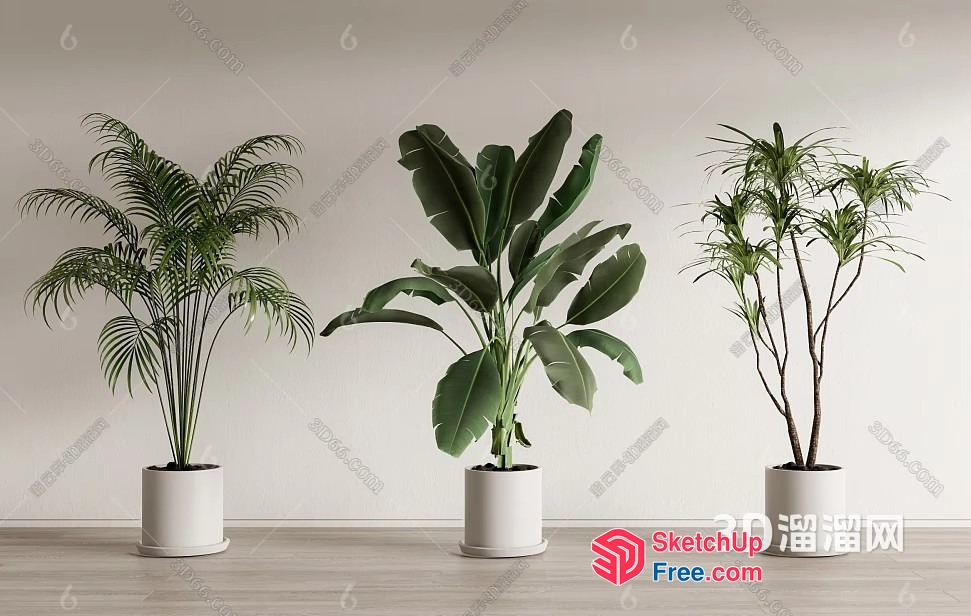 Indoor Plants In White Pots 3D SketchUp File
