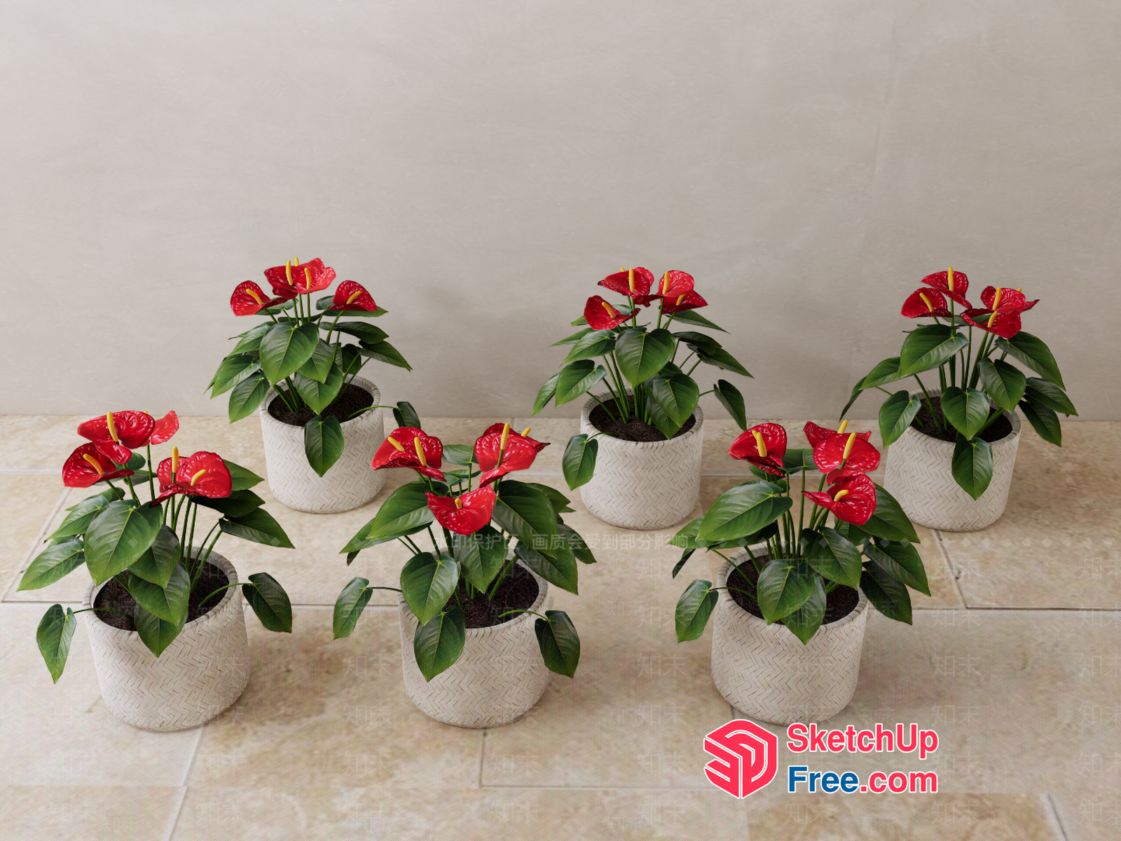 Elegant Anthuriums In White Pots 3D SketchUp File