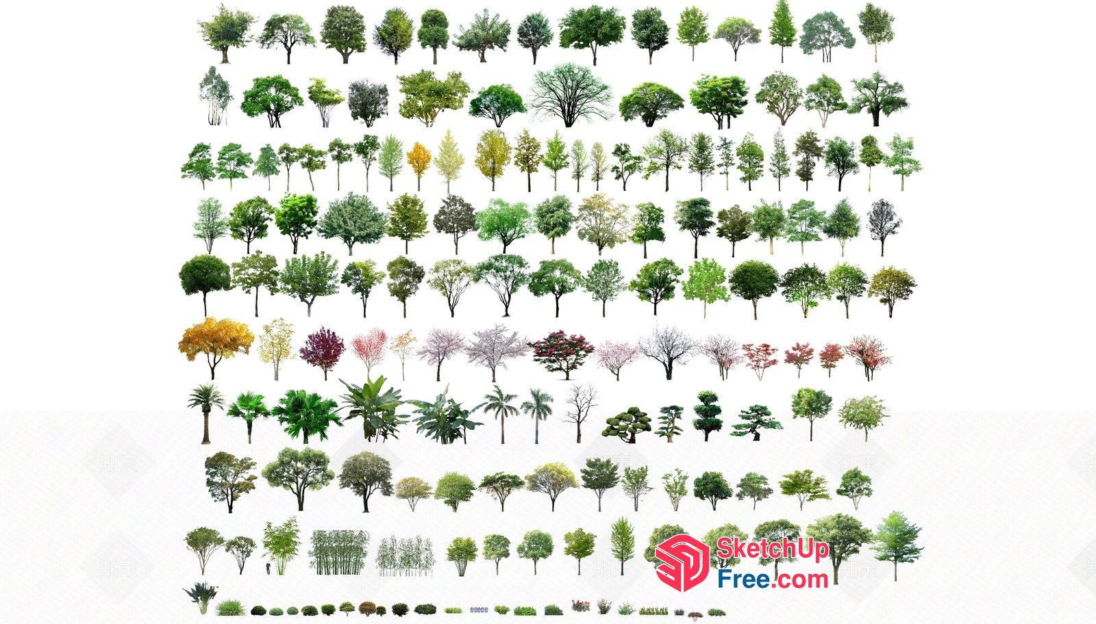 Tree Variety Collection 3D SketchUp File