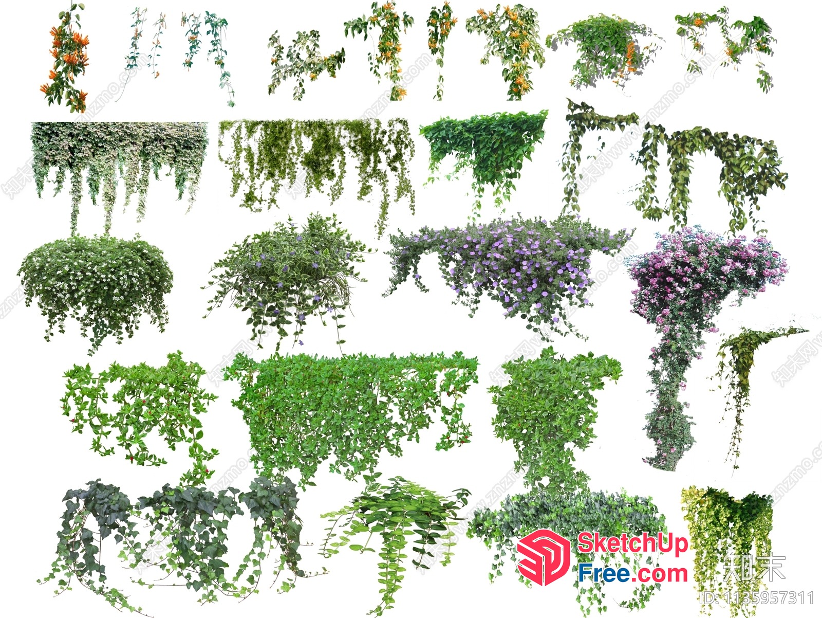 Exotic Hanging Plants Collection 3D SketchUp File