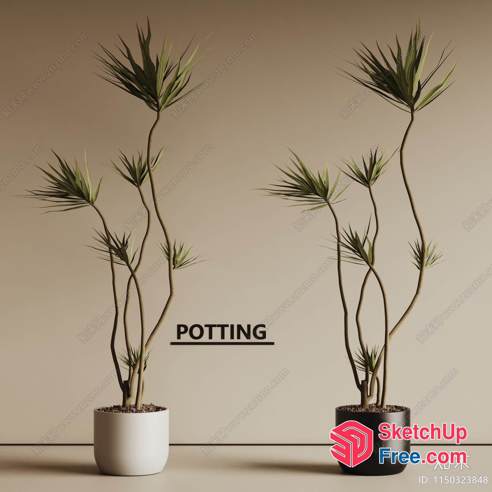 Two Potted Plants With Long Stems 3D SketchUp File