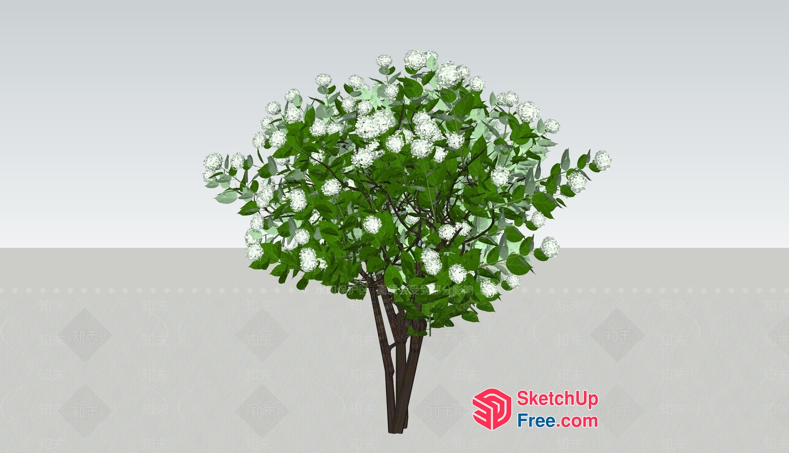 Aesthetic White Flower Tree 3D SketchUp File