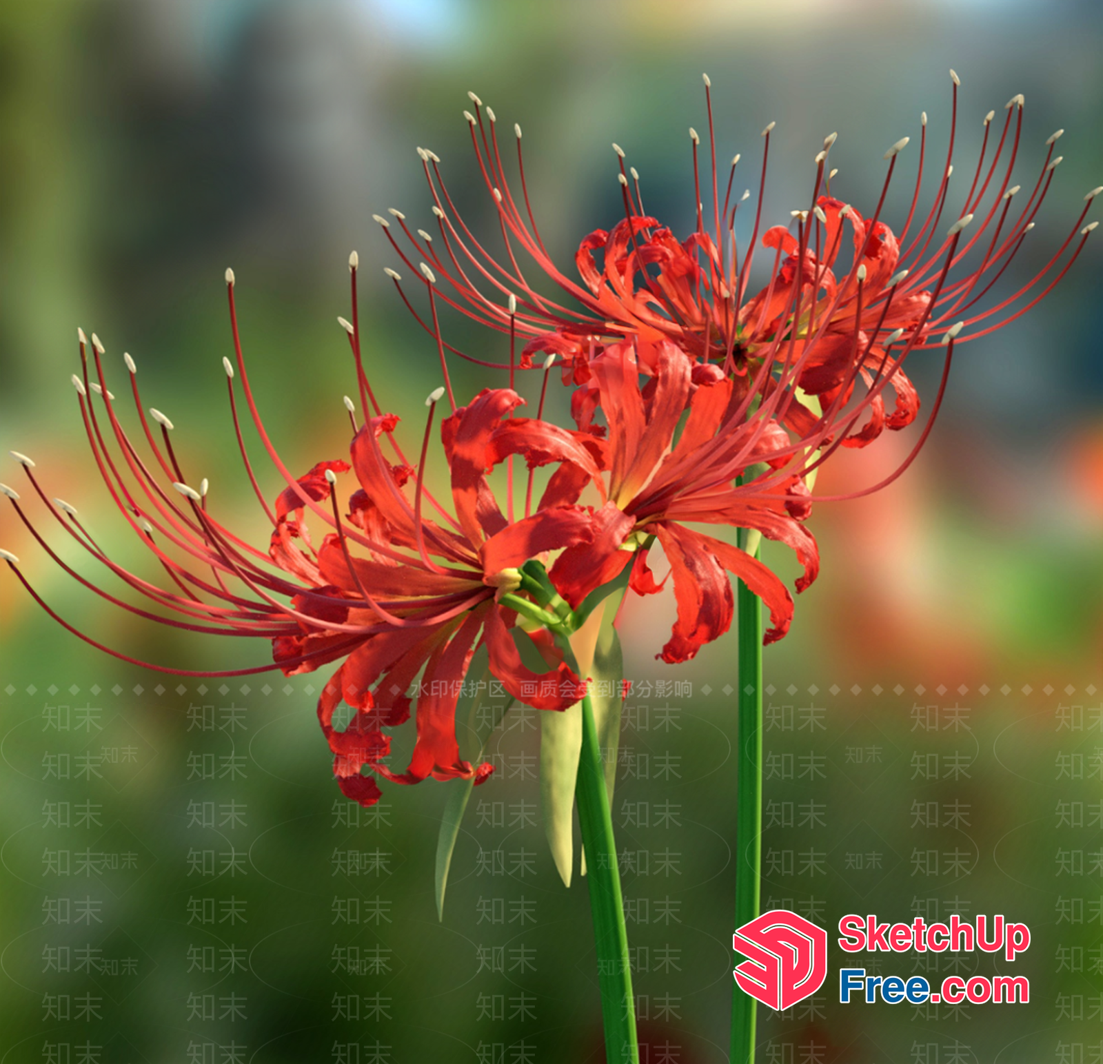 Vibrant Red Spider Lilies 3D SketchUp File