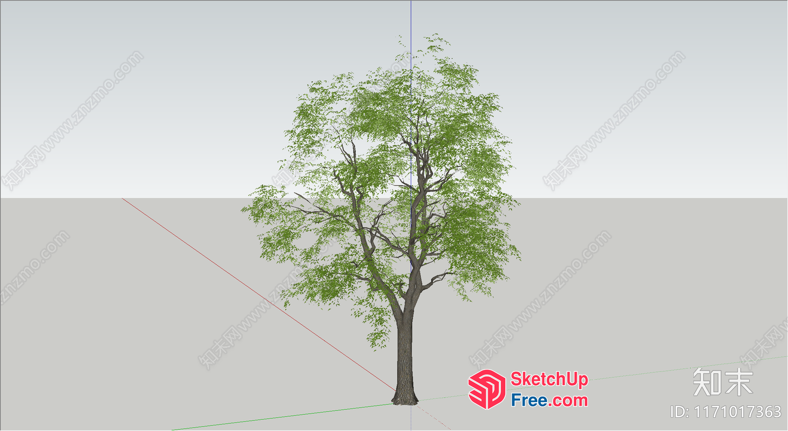 Tree Standing In A Room With A Gray Background 3D SketchUp File