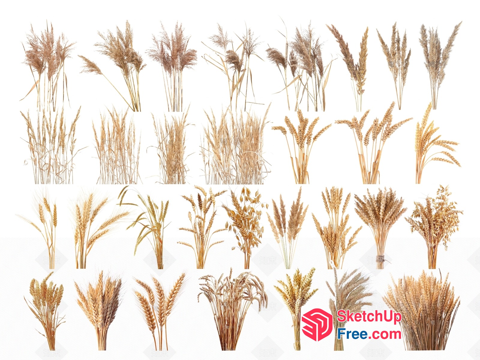 Wheat Varieties 3D SketchUp File