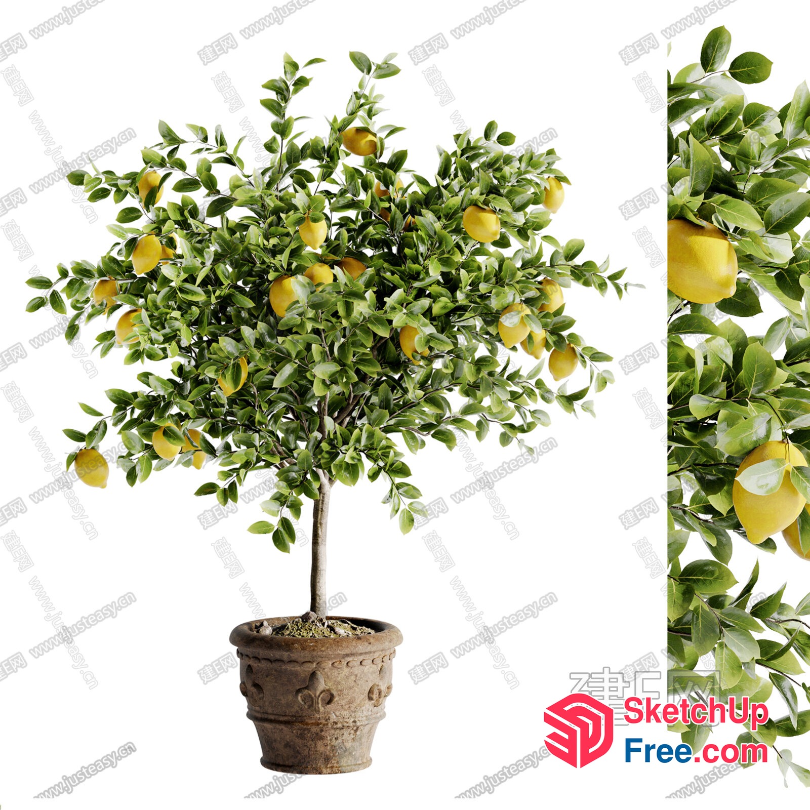 A Vibrant Lemon Tree In A Decorative Pot 3D SketchUp File