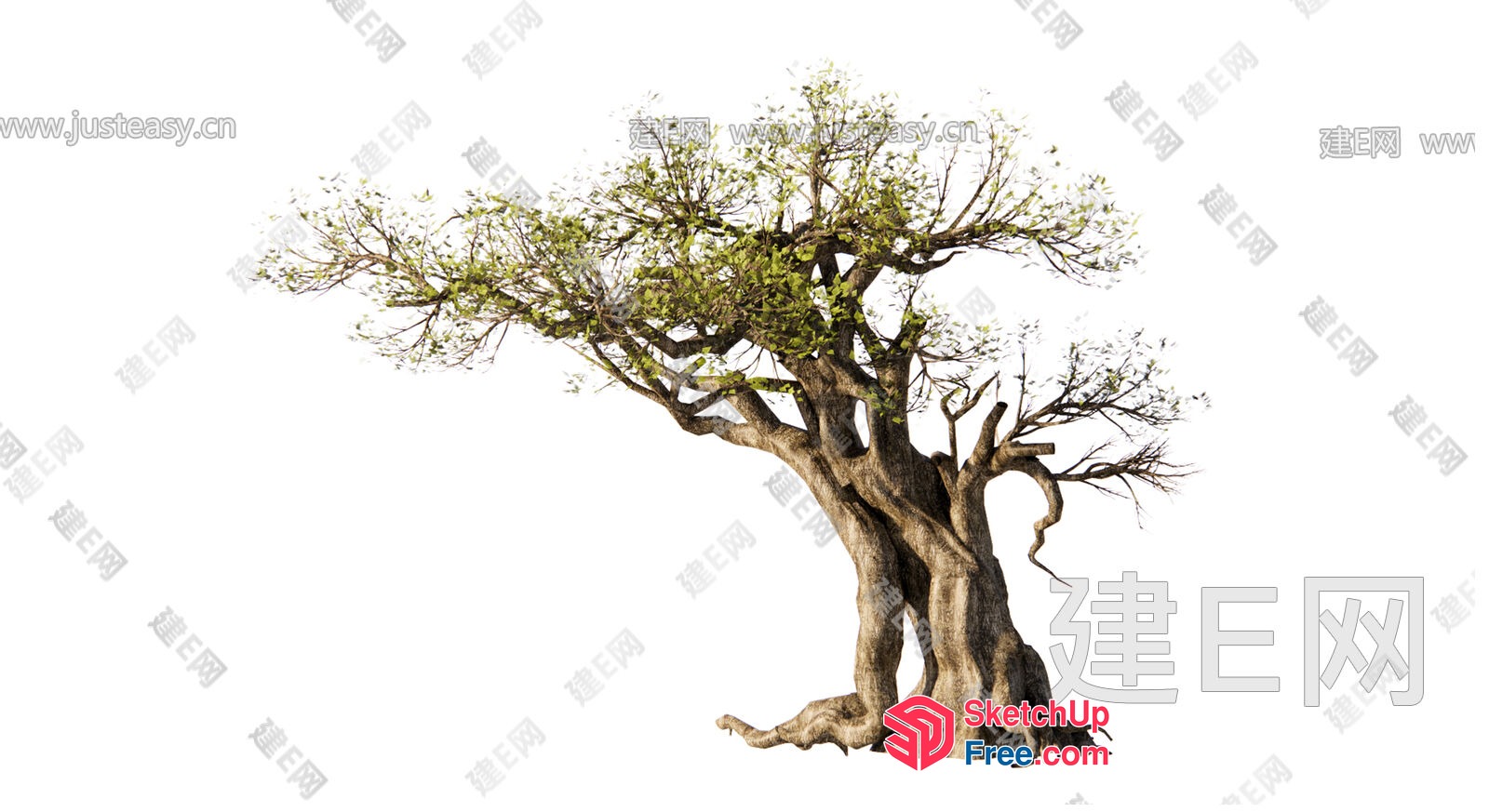 A Tree With A Distinctive, Twisted Trunk And Branches 3D SketchUp File